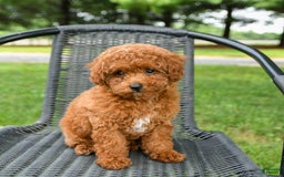 Toy Poodle dogs for sale: Maple - Image 5