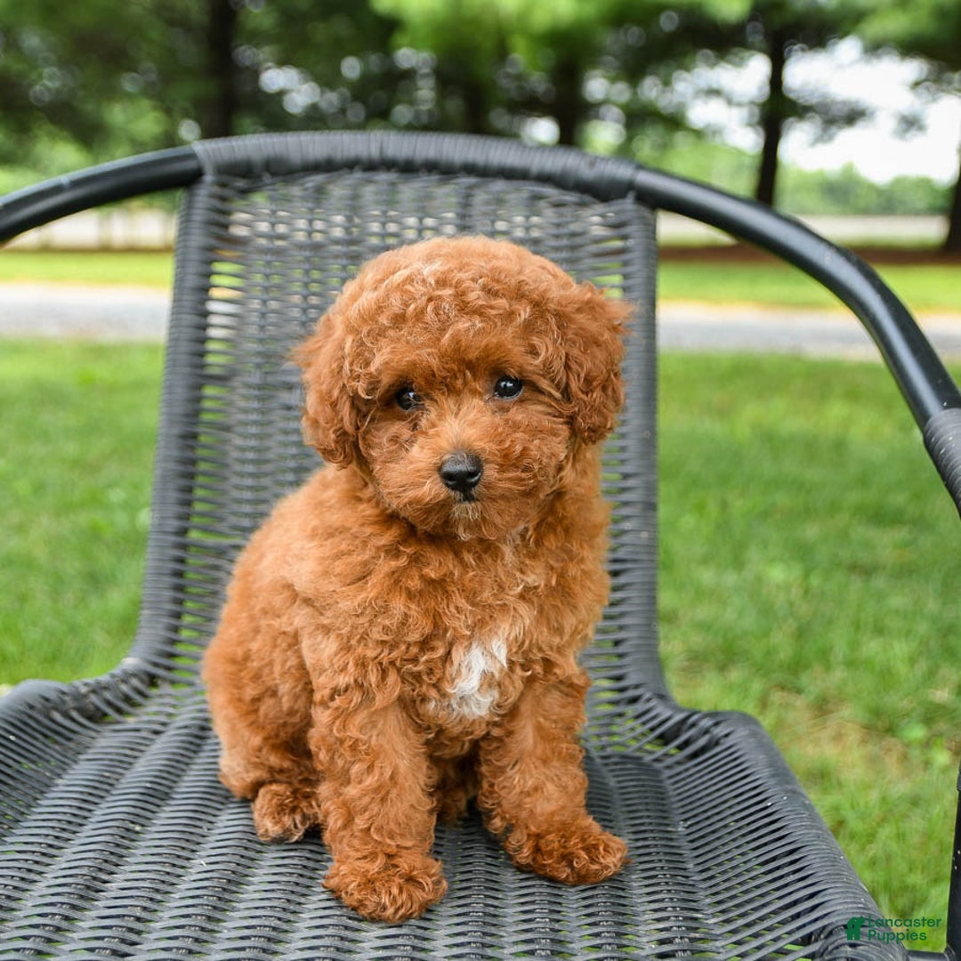 Toy Poodle dogs for sale: Maple - Image 5