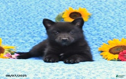 Pomsky dogs for sale: Morgan - Image 3