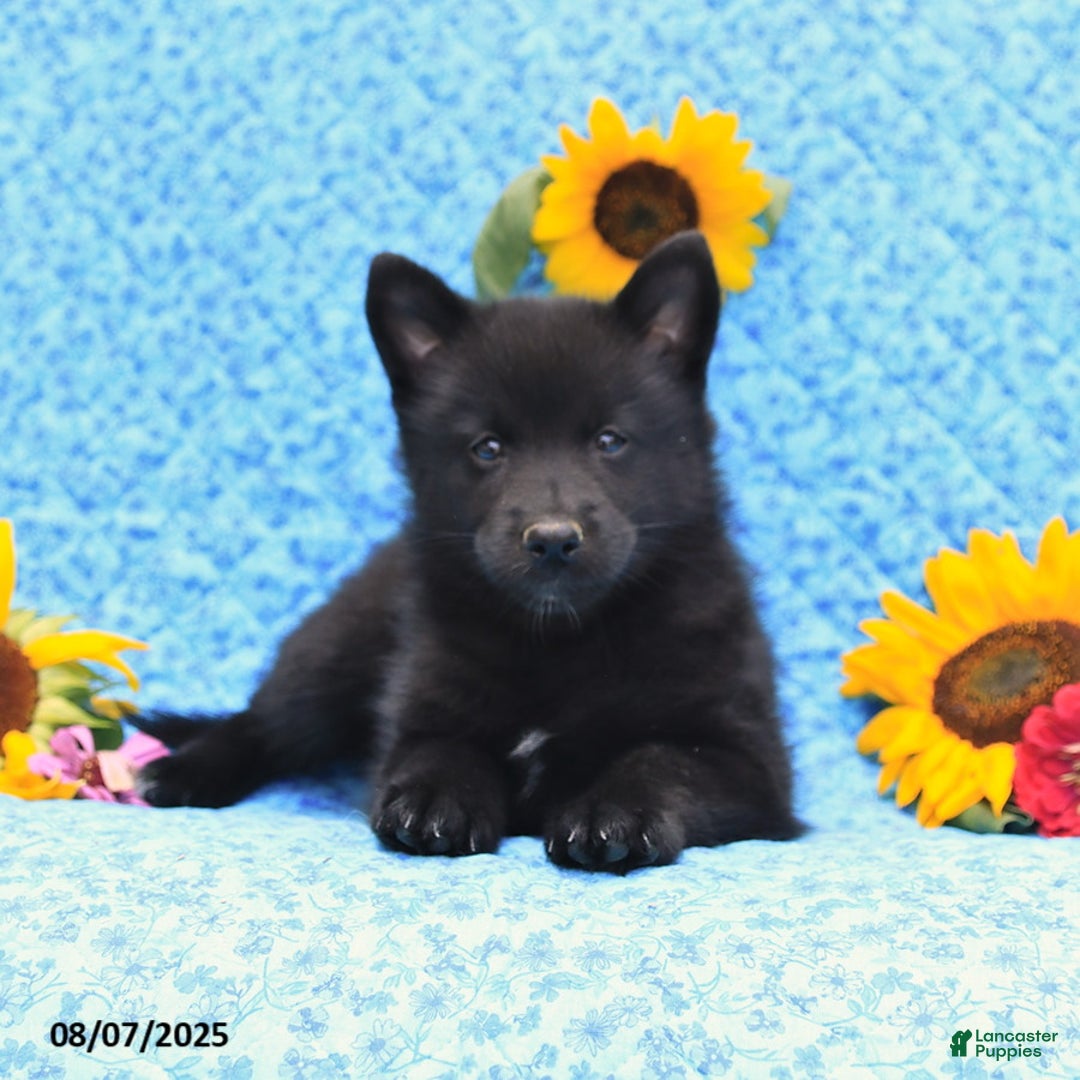 Pomsky dogs for sale: Morgan - Image 3