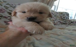 Golden Retriever dogs for sale: Hershey - Image 6