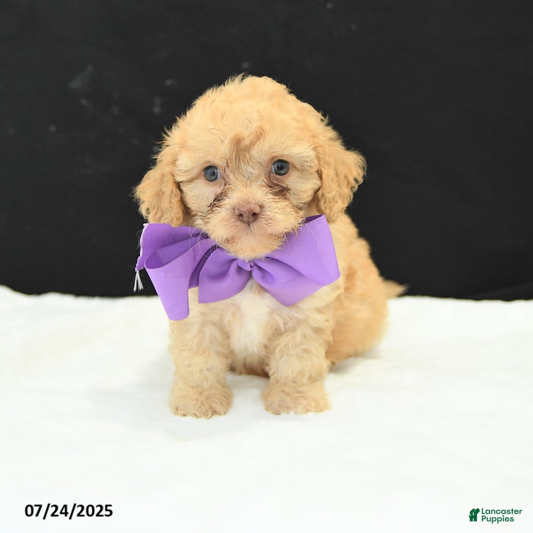 Cavapoo dogs for sale: Sweet Pea - Image 4