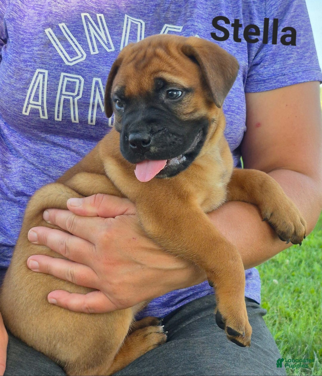 Bullmastiff dogs for sale: Stella - Image 1