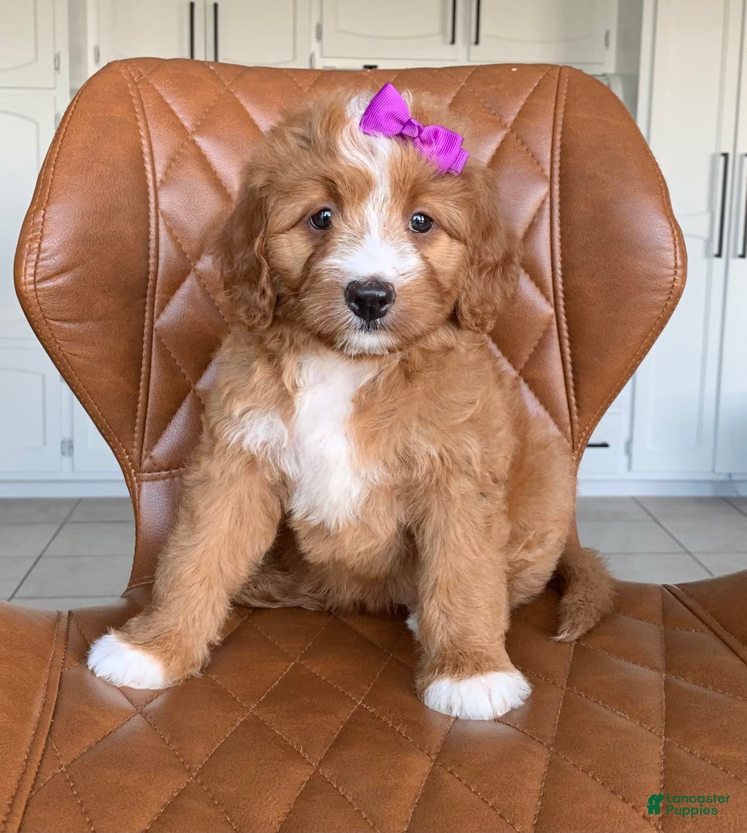 Bernedoodle dogs for sale: Autumn - Image 9