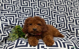 Miniature Poodle dogs for sale: Doyle - Image 10