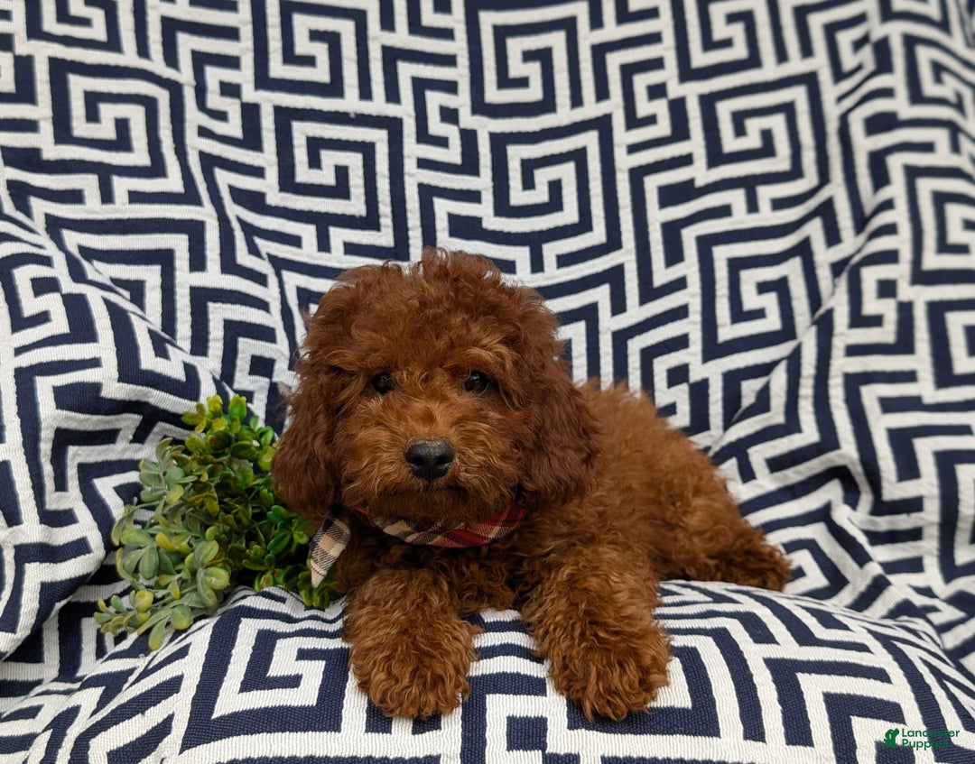 Miniature Poodle dogs for sale: Doyle - Image 10