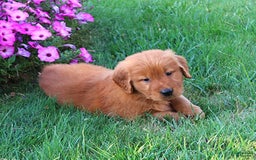 Golden Retriever dogs for sale: Jasper - Image 4