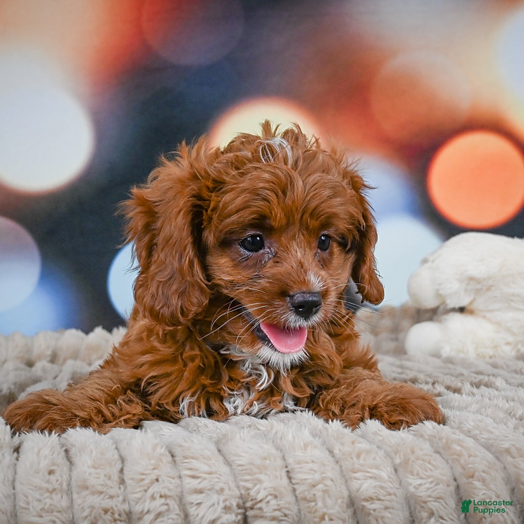 Cavapoo dogs for sale: Drover - Image 4