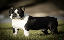 Boston Terrier dogs for sale: Coffee - Image 6
