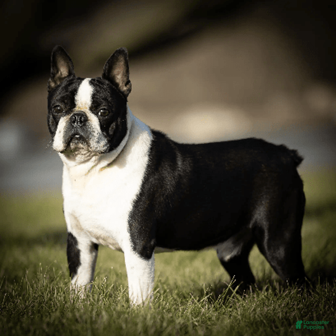 Boston Terrier dogs for sale: Coffee - Image 6