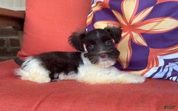 Miniature Schnauzer dogs for sale: Fancy Female 2 Akc Liver Parti - Image 7