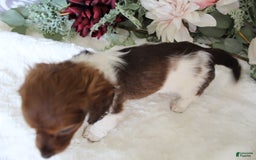 Miniature Dachshund dogs for sale: Gloria - Image 12