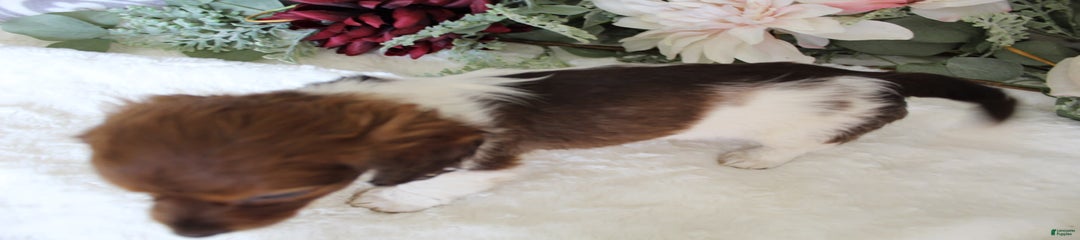 Gloria