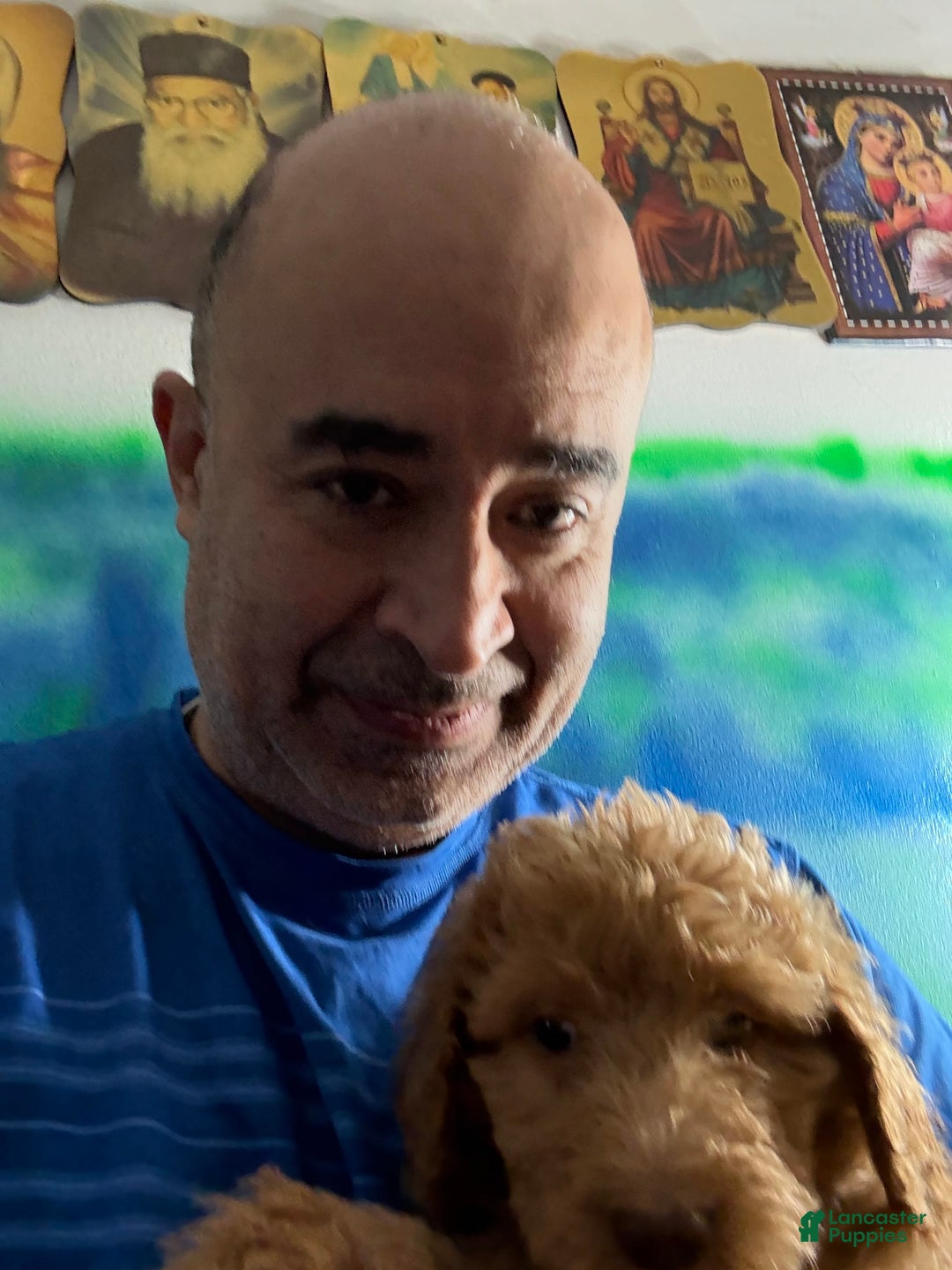 Goldendoodle dogs for sale: Luna - Image 24