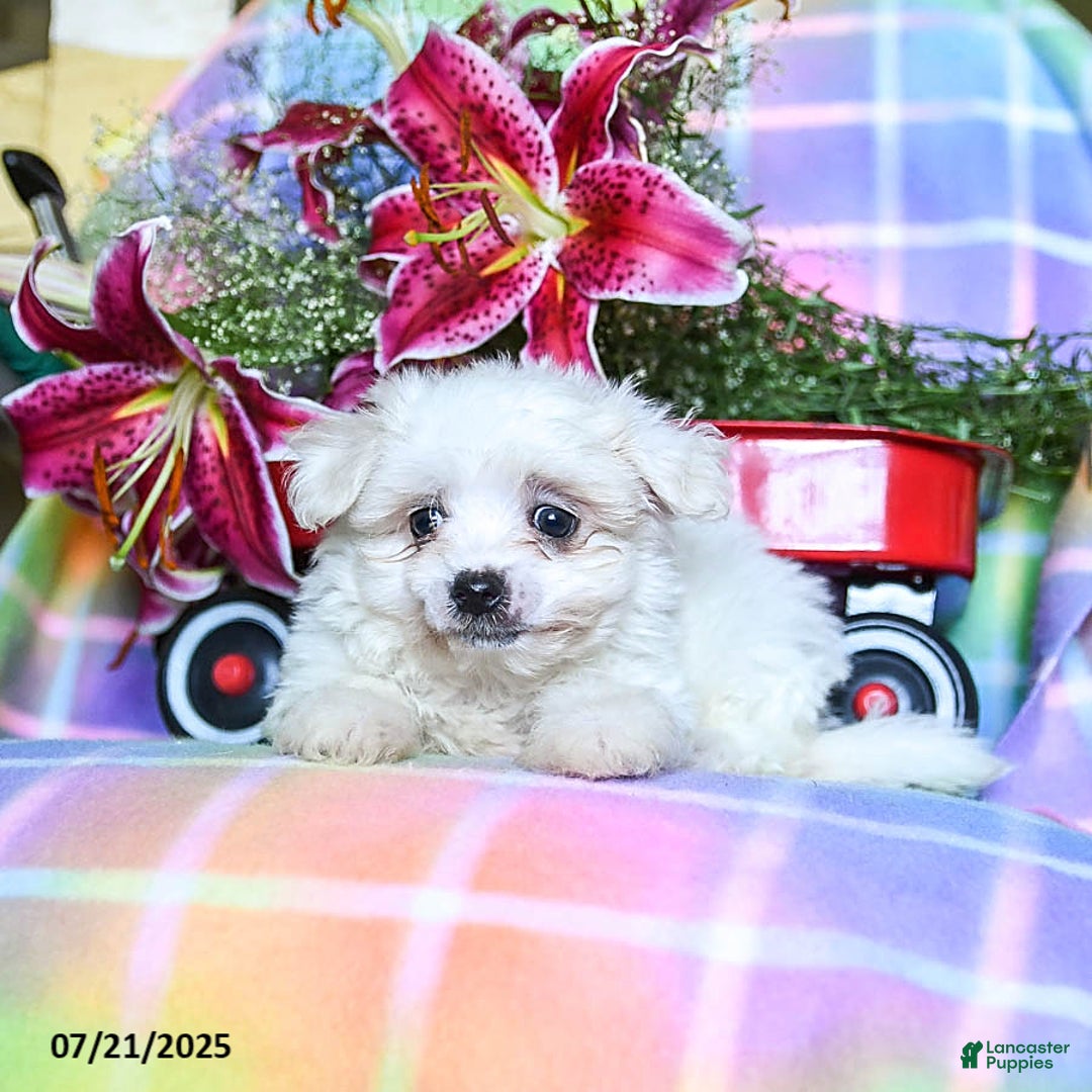Maltese dogs for sale: Bingo - Image 3