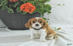 Cavalier King Charles Spaniel dogs for sale: Stella - Image 3