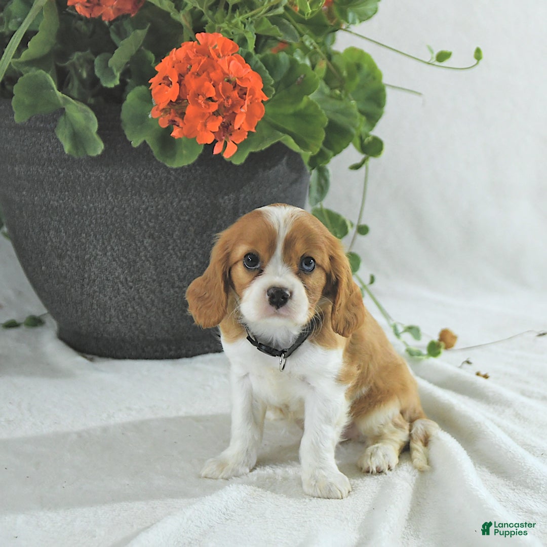 Cavalier King Charles Spaniel dogs for sale: Stella - Image 3