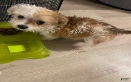 Shorkie dogs for sale: Nadia - Image 3
