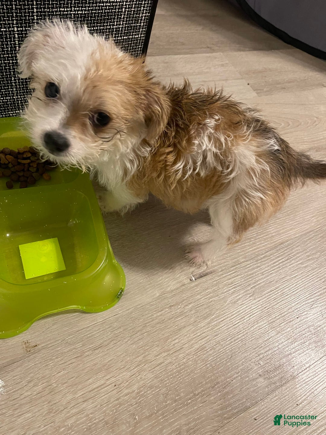 Shorkie dogs for sale: Nadia - Image 3