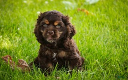 Cocker Spaniel dogs for sale: Dane - Image 7