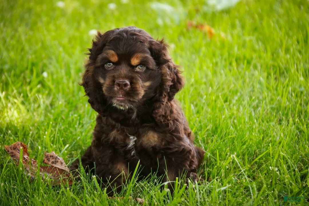 Cocker Spaniel dogs for sale: Dane - Image 7
