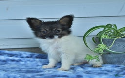 Papillon dogs for sale: Mia - Image 2