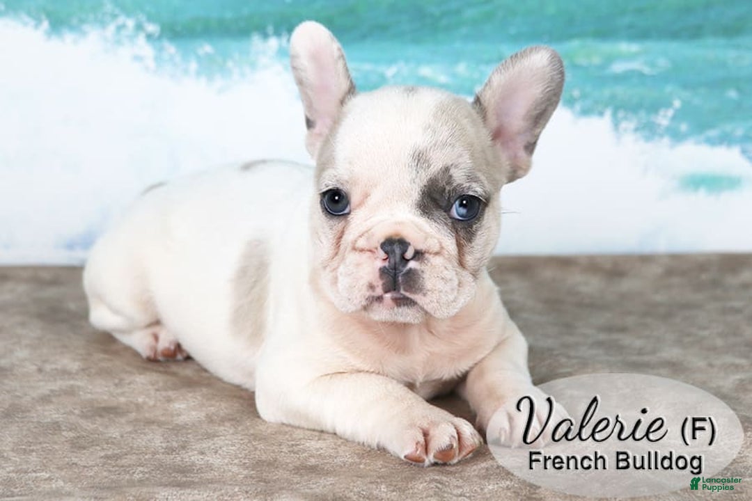 French Bulldog dogs for sale: Valerie - Image 2