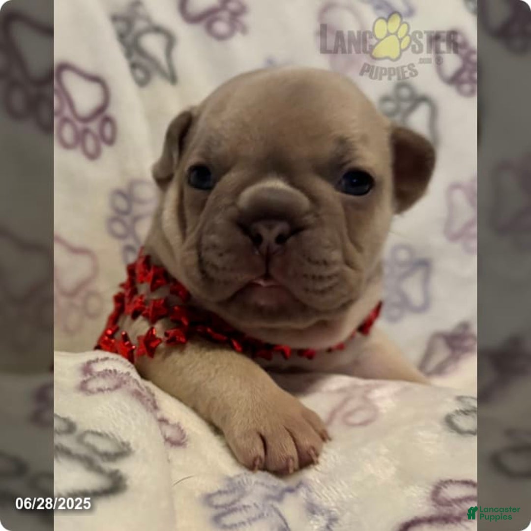 French Bulldog dogs for sale: Teddy - Image 2