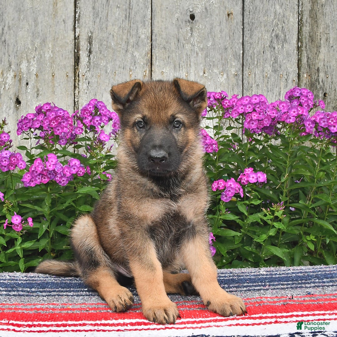 German Shepherd dogs for sale: Jaxson - Image 5