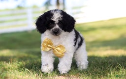 Miniature Poodle dogs for sale: Pepper - Image 2