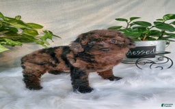 Miniature Poodle dogs for sale: Pippi - Image 7