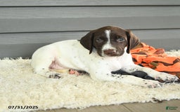 German Shorthaired Pointer dogs for sale: Awesome - Image 3