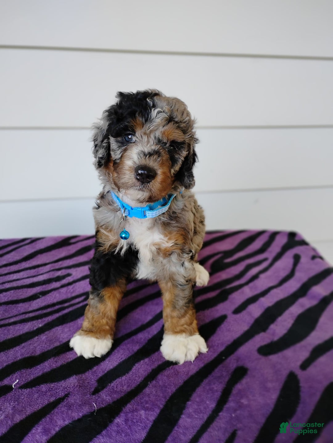 Bernedoodle dogs for sale: Bernedoodle 5 puppies - Image 9