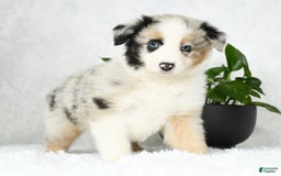 Australian Shepherd dogs for sale: Barley - Image 7