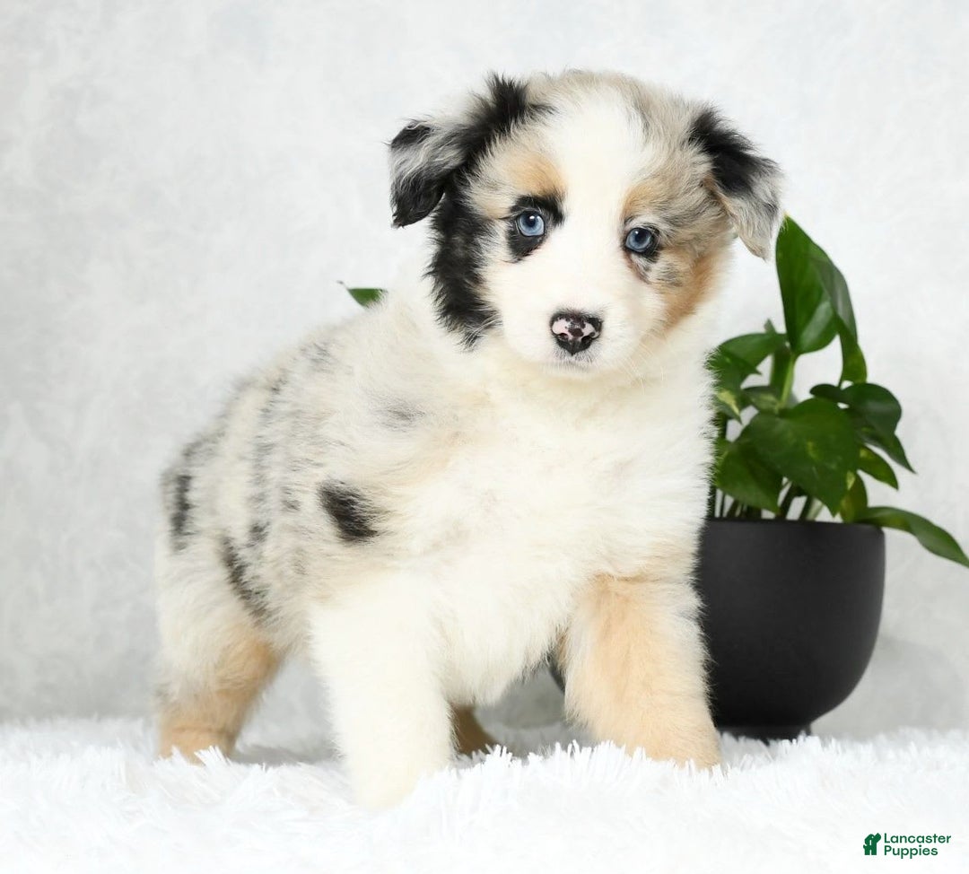 Australian Shepherd dogs for sale: Barley - Image 7