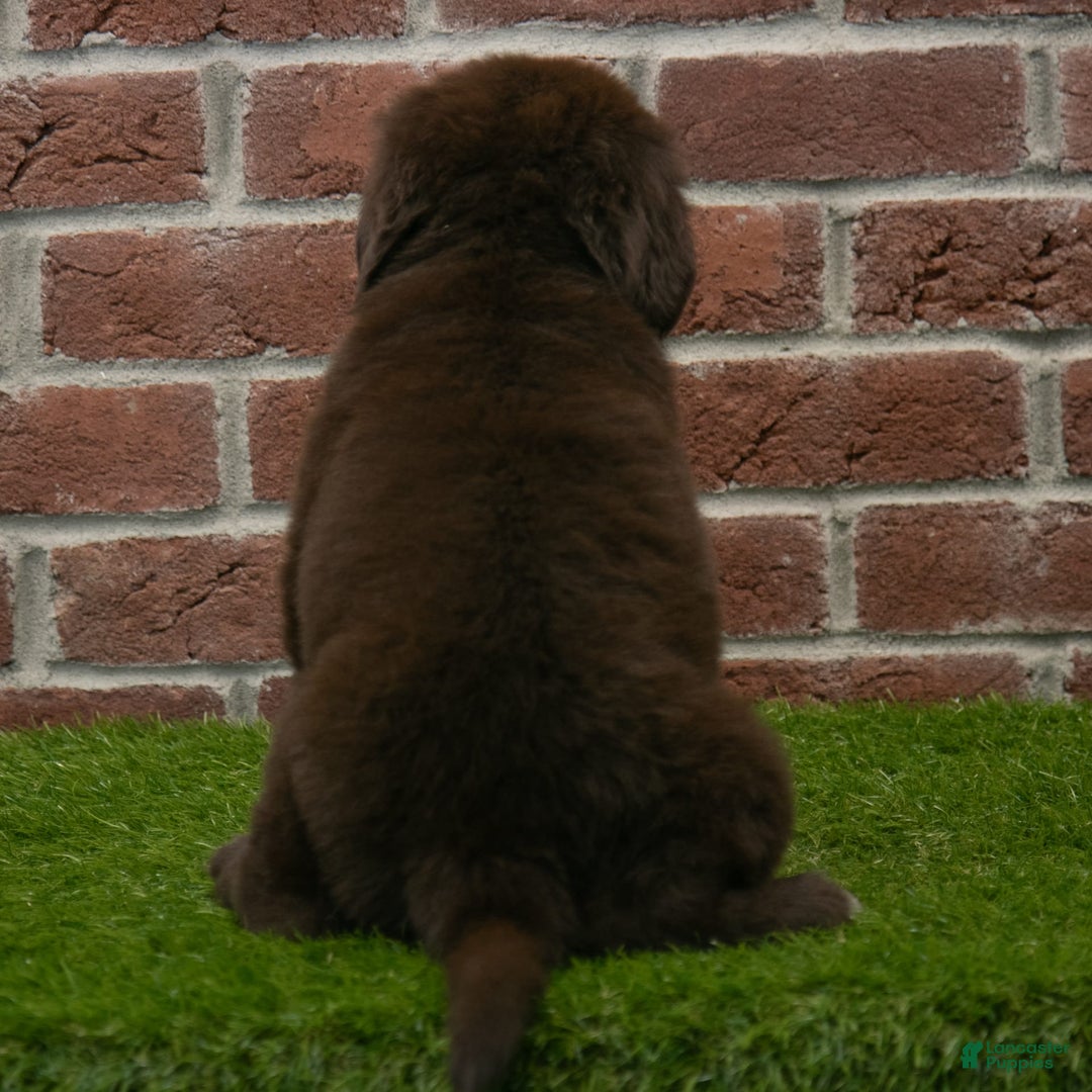 Newfoundland dogs for sale: Rosie - Image 3