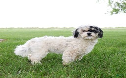 Shihpoo dogs for sale: Abby - Image 5