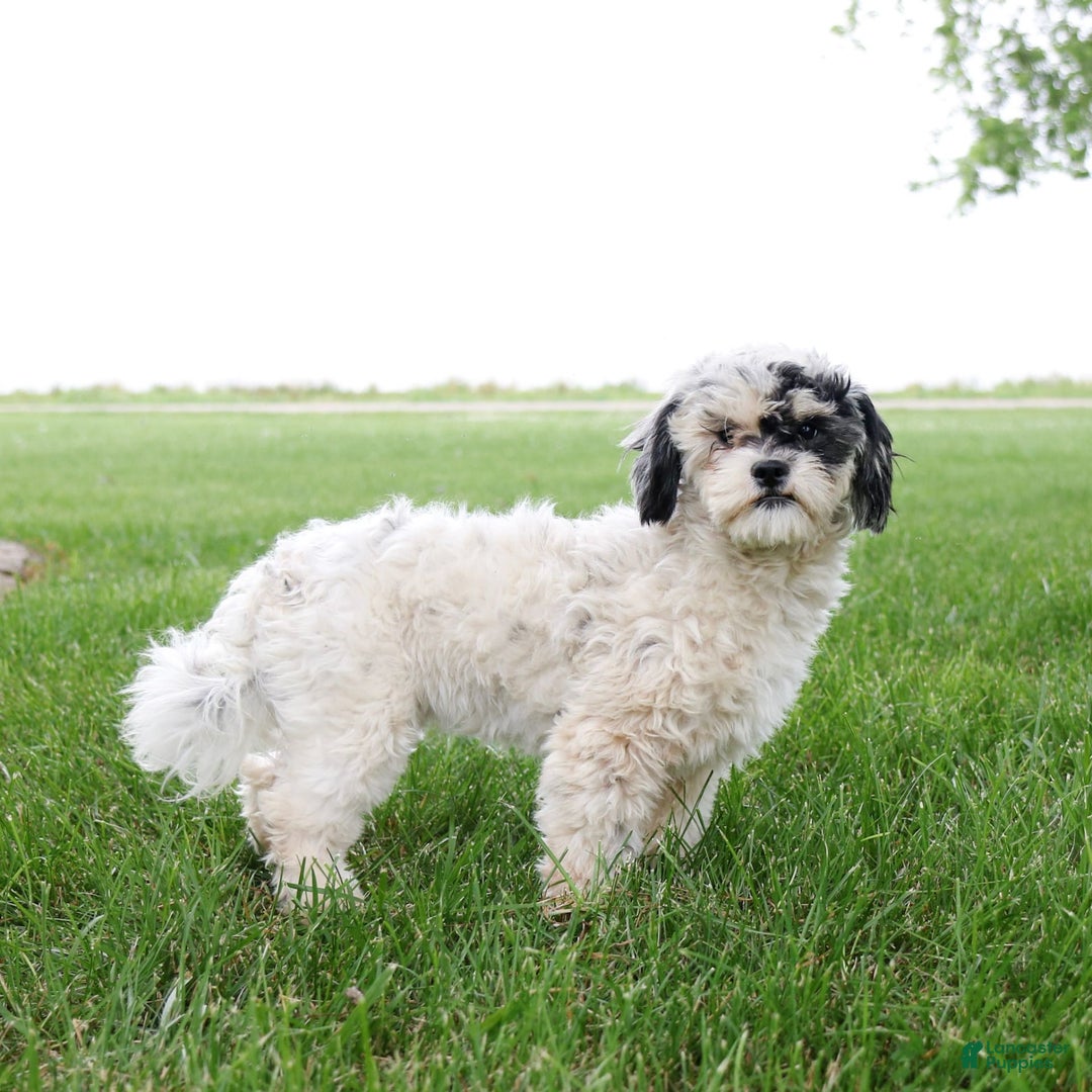 Shihpoo dogs for sale: Abby - Image 5