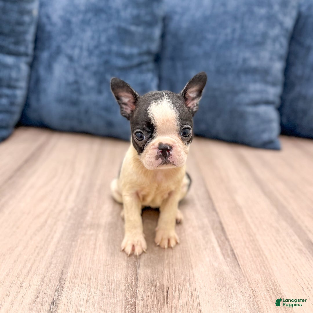 Boston Terrier dogs for sale: Annie - Image 3