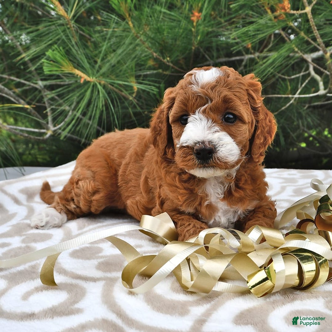 Mini Goldendoodle dogs for sale: Emma - Image 20