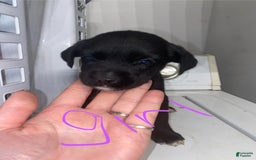 German Shepherd dogs for sale: Mix - Image 1