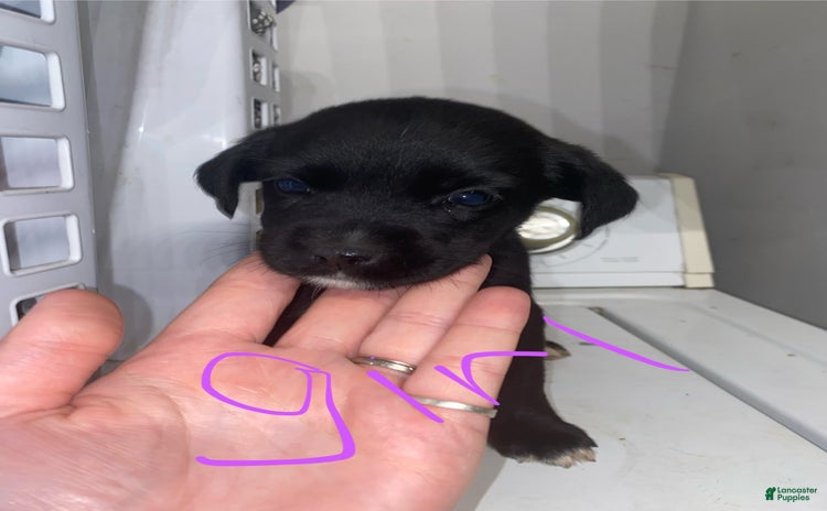 German Shepherd dogs for sale - Ad 4