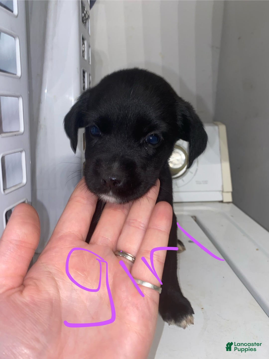 German Shepherd dogs for sale: Mix - Image 1