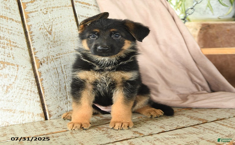 German Shepherd dogs for sale - Ad 5