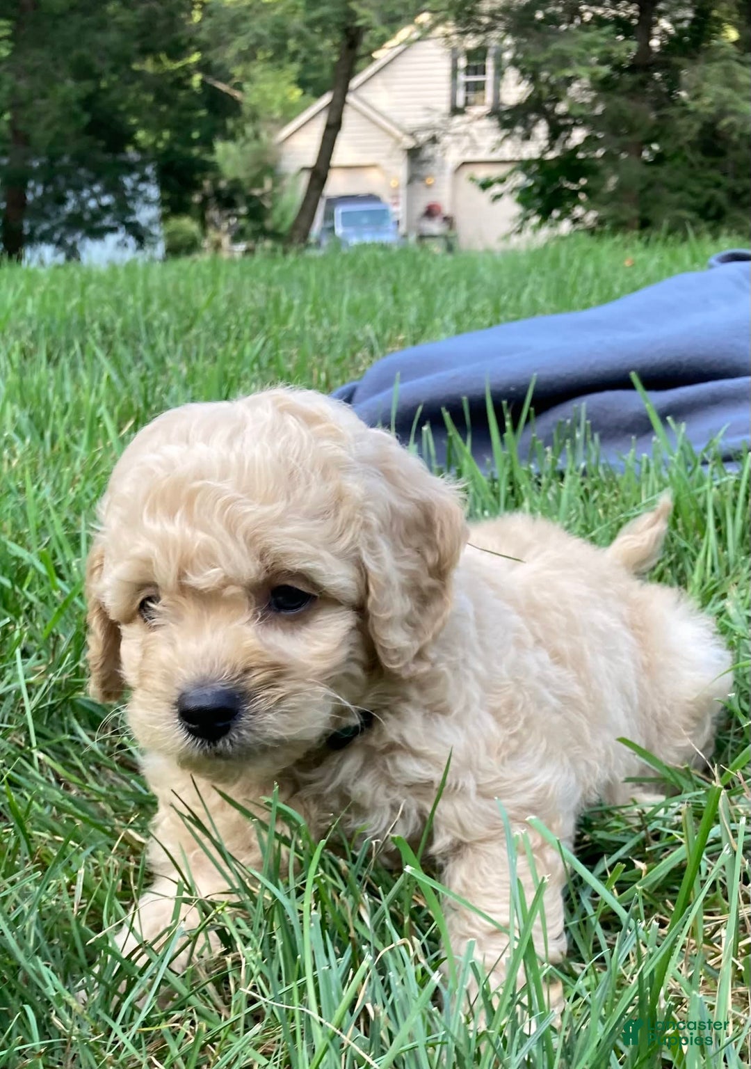 Labradoodle dogs for sale: Maxwell - Image 4