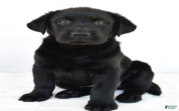 Labrador Retriever dogs for sale: Bell - Image 3
