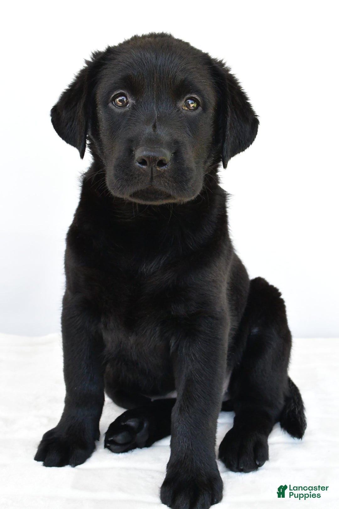 Labrador Retriever dogs for sale: Bell - Image 3