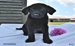 Norwegian Elkhound dogs for sale: Rover - Image 1