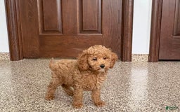 Cockapoo dogs for sale: Sara - Image 4