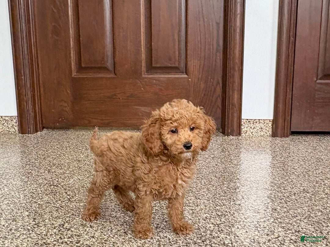 Cockapoo dogs for sale: Sara - Image 4